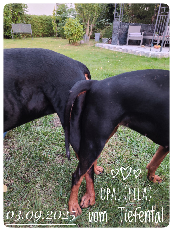 Haengen mit Beschriftung v2