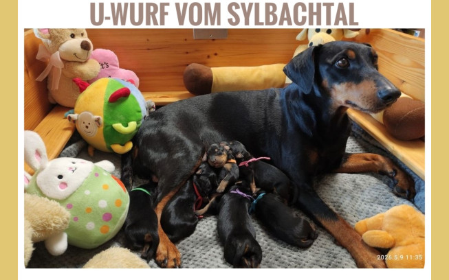 U Wurf vom Sylbachtal